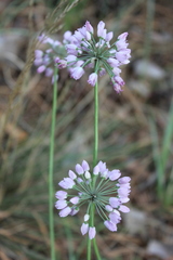 Allium rubens
