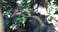 Anolis rodriguezii