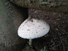 Macrolepiota bonaerensis