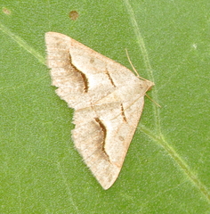 Digrammia subminiata