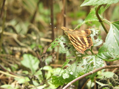 Herona marathus