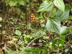 Herona marathus