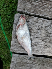 Hiodon alosoides