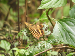 Herona marathus