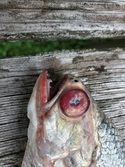 Hiodon alosoides