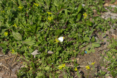 Anthocharis scolymus