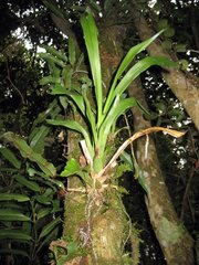 Cyrtochilum