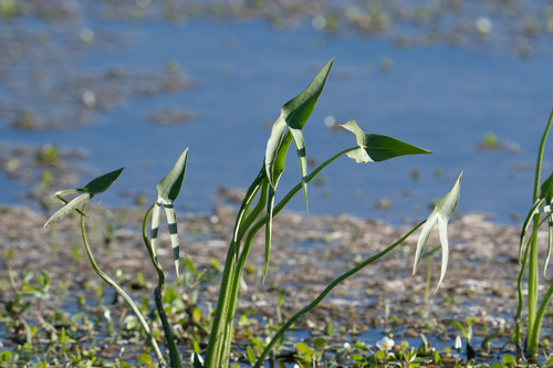 Longbarb arrowhead (Sagittaria longiloba)