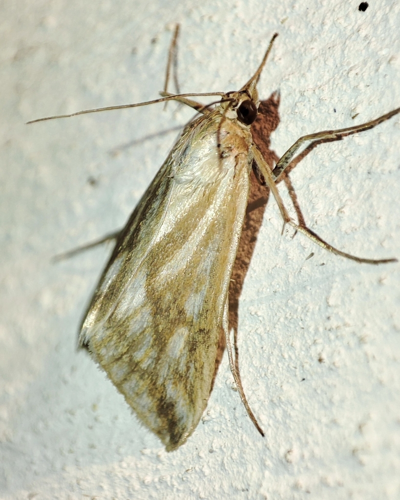 Loxostege virescalis