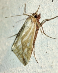 Loxostege virescalis