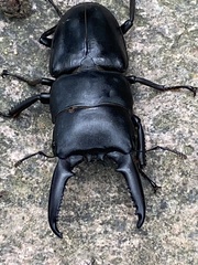 Serrognathus titanus platymelus