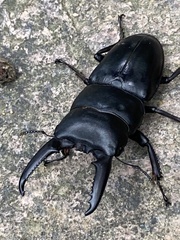 Serrognathus titanus platymelus