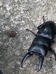 Serrognathus titanus platymelus