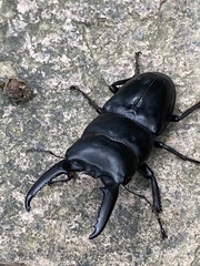 Serrognathus titanus platymelus