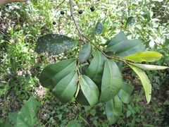 Ardisia compressa