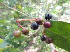 Ardisia compressa