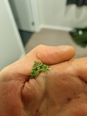 Pasiphila melochlora