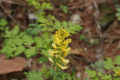 Corydalis speciosa