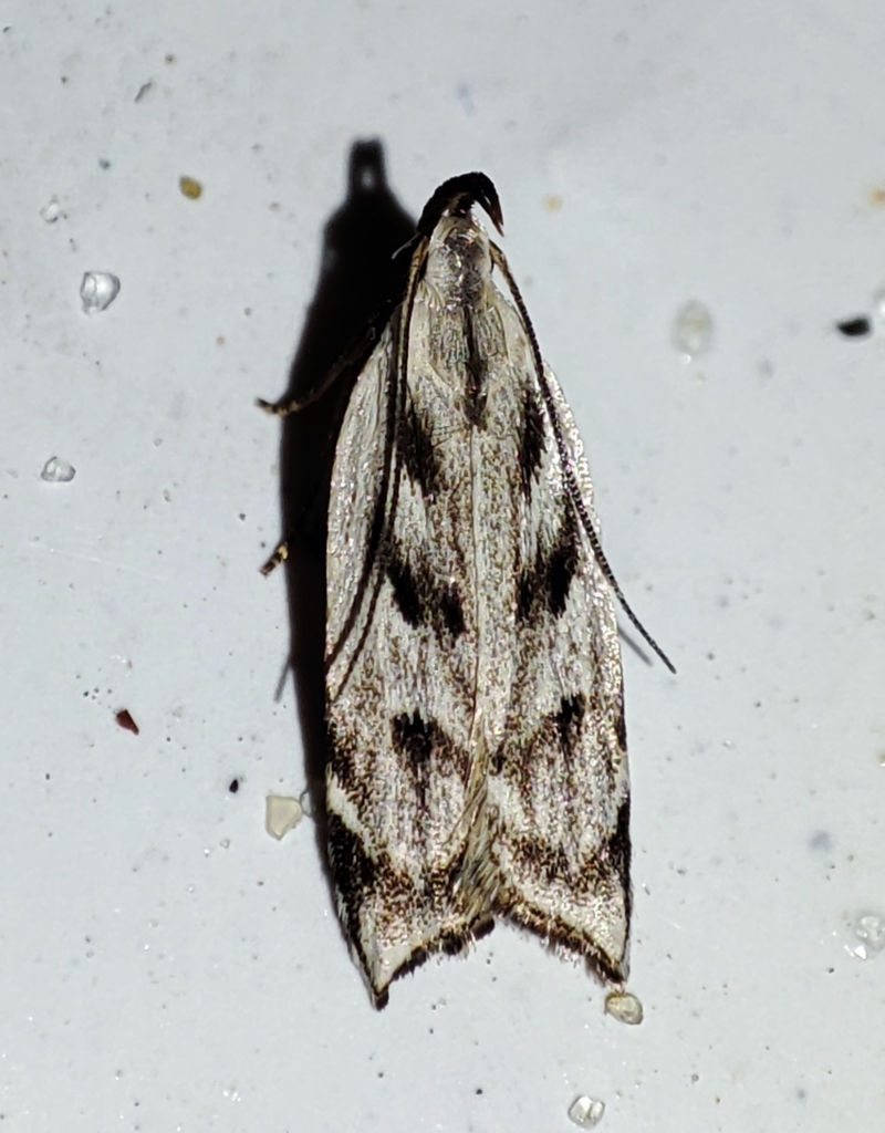 Dichomeris rasilella