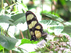 Methona confusa