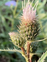 Cirsium centaureae