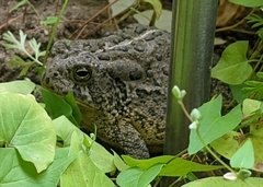 Anaxyrus woodhousii