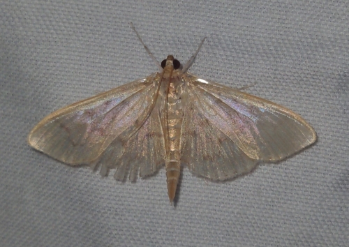 Serpentine Webworm Moth (Herpetogramma aeglealis)