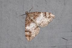 Dysstroma sobria