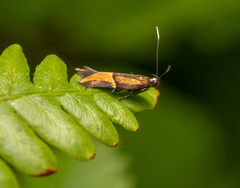 Enchrysa dissectella