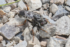 Cyrtopogon bimaculus