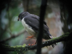 Leucopternis semiplumbeus