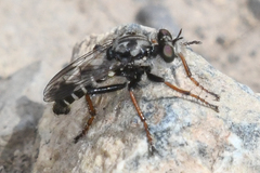 Cyrtopogon bimaculus