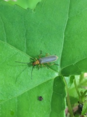 Rhagonycha nigrohumeralis