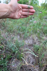 Allium strictum