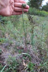 Allium strictum