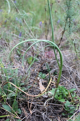 Allium strictum
