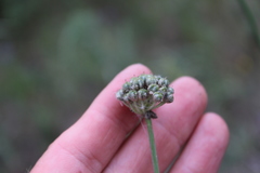Allium strictum