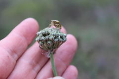 Allium strictum