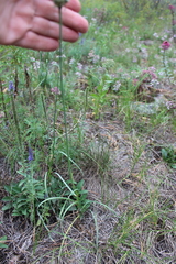 Allium strictum