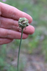 Allium strictum
