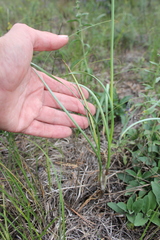 Allium strictum