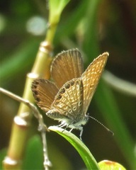 Brephidium pseudofea