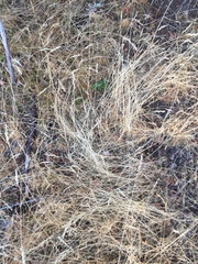 Bromus hordeaceus