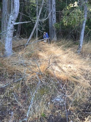 Bromus hordeaceus
