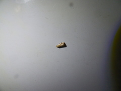 Micrathetis dasarada
