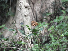 Herona marathus