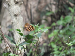 Herona marathus