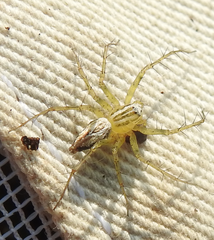 Oxyopes salticus