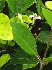 Hycleus biundulatus