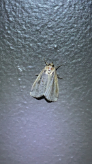 Ochropleura implecta